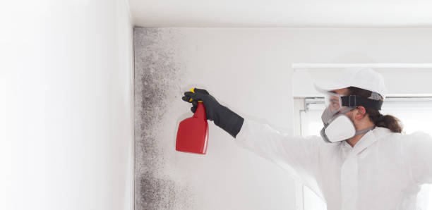 Best Post-Flood Mold Remediation in Amity, OR