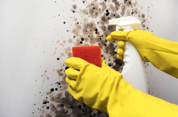 Best Attic Mold Remediation in Amity, OR